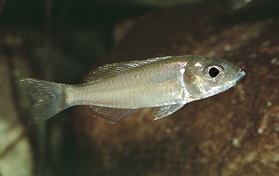 Trematocara nigrifrons